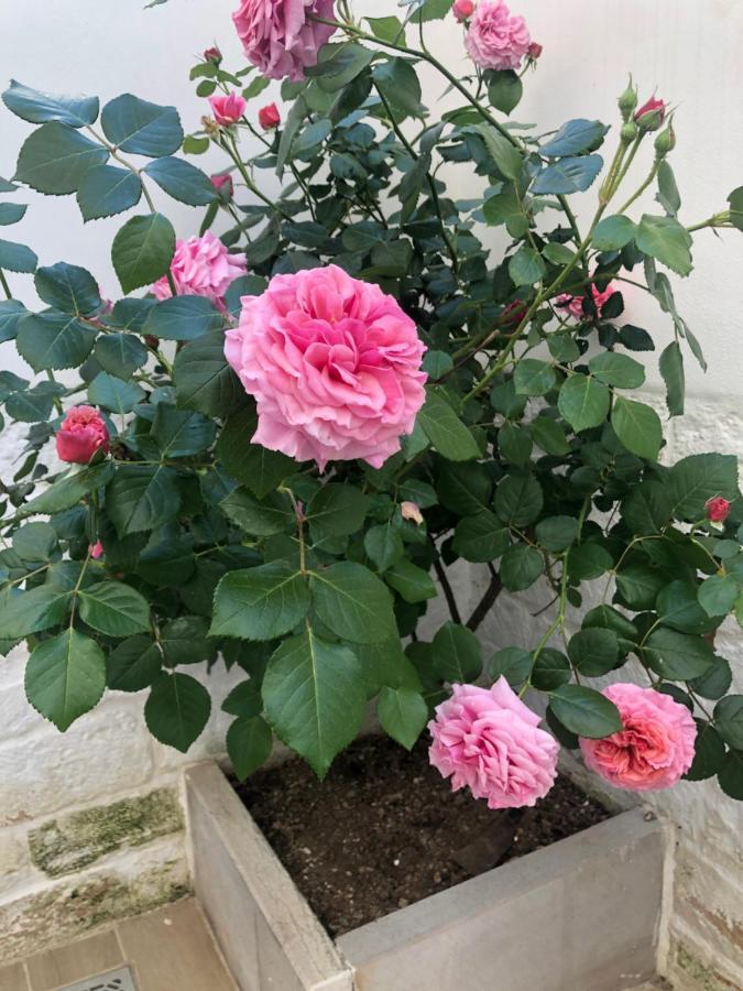 Nido Di Pietra-Dimora In Centro Alberobello Exterior foto